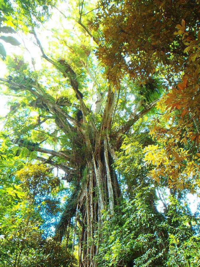 On The Wallaby Eco Lodge Yungaburra Eksteriør bilde